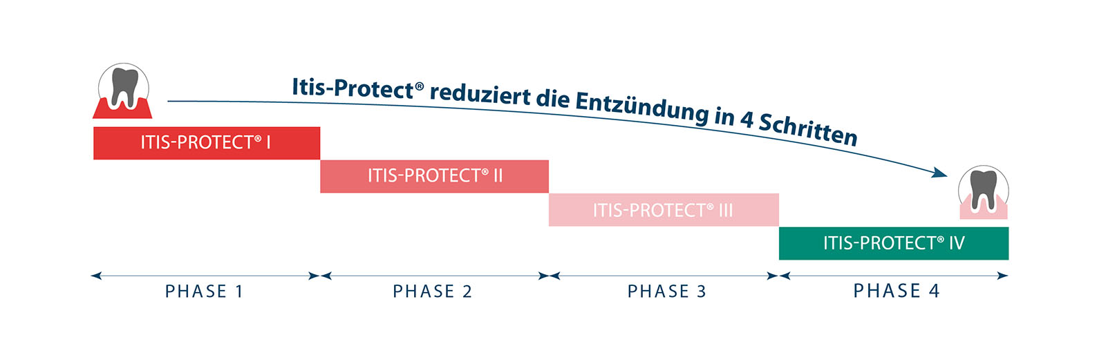 Itis Protect in 4 Phasen reduziert Entzündungen